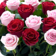 Icoon van programma: Rose Wallpapers