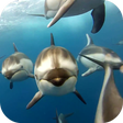 プログラムのアイコン：Dolphins Live Wallpaper