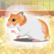 Hamster Pet