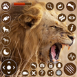 أيقونة البرنامج: African Lion - Wild Lion …