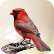 Ikon program: Cardinal Bird Sounds
