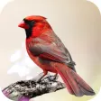 Cardinal Bird Sounds
