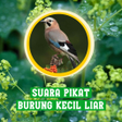 Ikon program: Suara Pikat Burung Kecil …