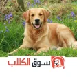 程序图标：سوق الكلاب