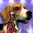プログラムのアイコン：Idle Animals