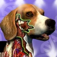 プログラムのアイコン：Idle Animals