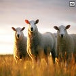 Icon of program: My Sheep HD Wallpapers Ne…