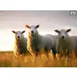 My Sheep HD Wallpapers New Tab Theme