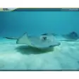 National Geographic Underwater Predators Screensaver
