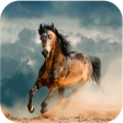 Иконка программы: Horse Wallpapers