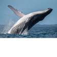 Icon of program: SPERM WHALE AND BLUE WHAL…