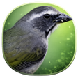 プログラムのアイコン：Cantos de Trinca Ferro