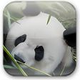 Icoon van programma: Panda Cloud Antivirus