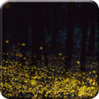 Icon of program: Forest Firefly live wallp…