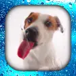 Dog Licks Screen Wallpapers 3D