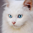 程序图标：Talking Burmese Cat