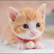 Icon of program: صور قطط جميلة بدون نت