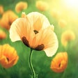 Icon of program: Poppy Flowers HD Wallpape…