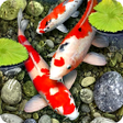 Иконка программы: Koi Fish Live Wallpaper