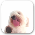 Icon of program: Dog Screen Cleaner screen…