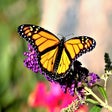 Monarch Butterfly HD Wallpapers New Tab Theme