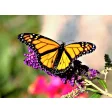 Monarch Butterfly HD Wallpapers New Tab Theme