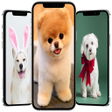 Icon of program: cute dog wallpaper