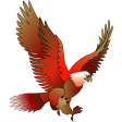 King Bird Oman  OPC89546