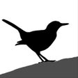 程序图标：Bird ID Master