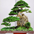 various bonsai plants icon