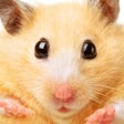 Ícone do programa: Hamster Jigsaw Puzzle Gam…
