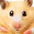 Hamster Jigsaw Puzzle Games