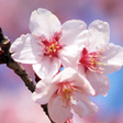 Иконка программы: Sakura Live Wallpaper