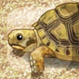 Ikon program: Tortoise Pet