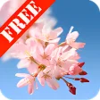 Sakura Free Live Wallpaper