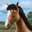 Icoon van programma: My Horse