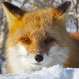 プログラムのアイコン：Cute Fox Healing Life