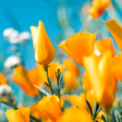 程序图标：Flower Wallpapers