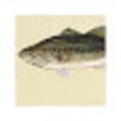 Programın simgesi: I'D RATHER BE FISHING