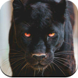 程序图标：Black Panther HD Wallpape…