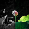 Ikon program: Presets and Filters for V…
