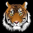 Icon of program: Kalyan Tiger