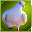 Ikona programu: Pigeon Wallpaper
