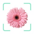 Ikon program: Plantr - Plant Identifier…