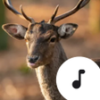 Ikona programu: Deer Sounds