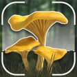 Ikon program: Mushroom Identification I…