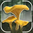 Mushroom Identification ID App