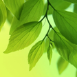 Biểu tượng của chương trình: Leaf Live Wallpaper
