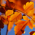 Ikon program: Autumn Live Wallpaper HD