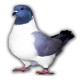 Иконка программы: Races de pigeon